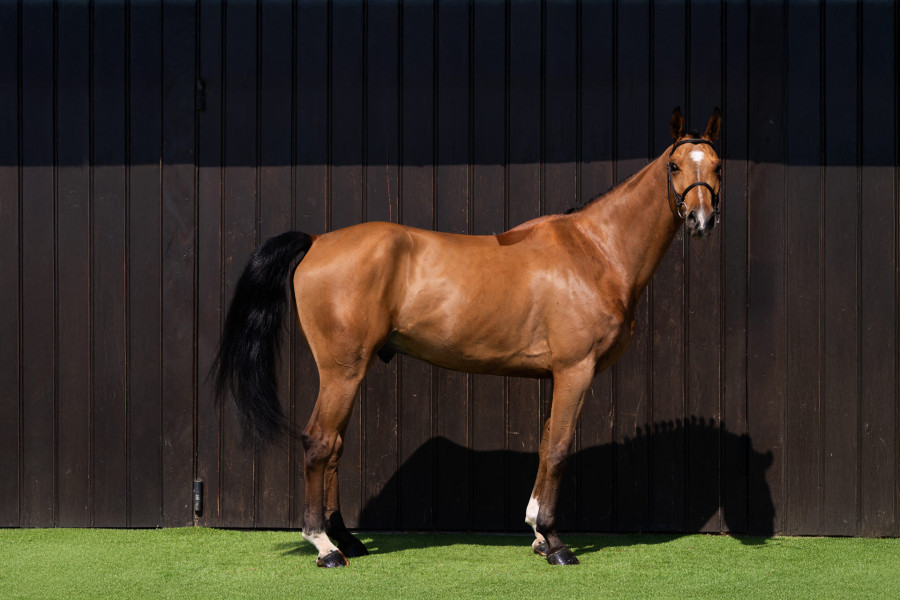 KLEAROUND Chevaux De Sports Vendre KLEAROUND Chevaux De Sports Vendre