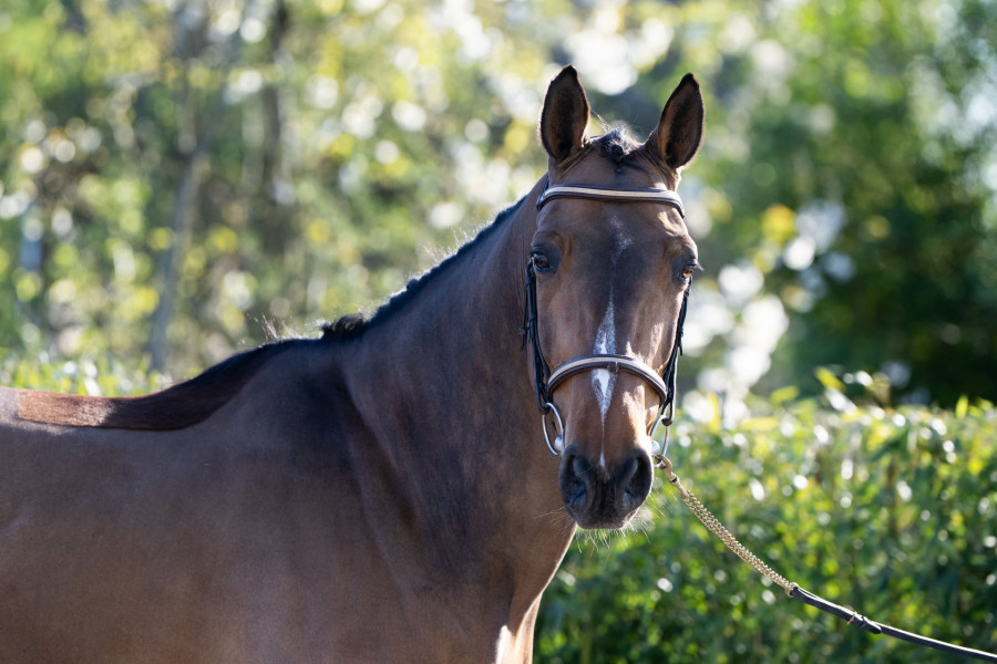 KLEAROUND Chevaux De Sports Vendre KLEAROUND Chevaux De Sports Vendre